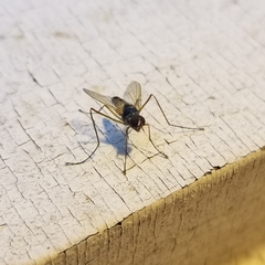 Cholomyia inaequipes