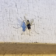 Cholomyia inaequipes