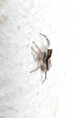 Menemerus bivittatus