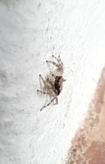 Menemerus bivittatus