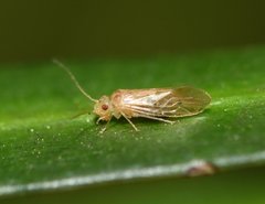 Valenzuela indicator