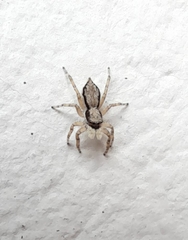 Menemerus bivittatus