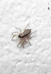 Menemerus bivittatus