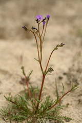 Gilia tenuiflora tenuiflora