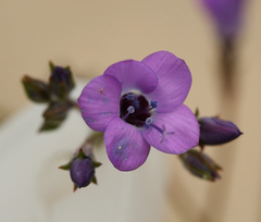 Gilia tenuiflora tenuiflora