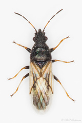 Metopoplax origani