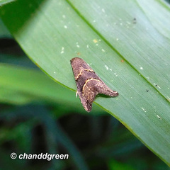 Schrankia bilineata