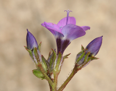 Gilia tenuiflora tenuiflora