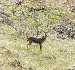 Gazella bennettii