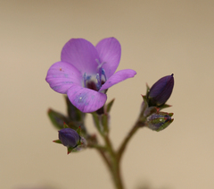 Gilia tenuiflora tenuiflora