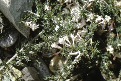 Lonicera spinosa