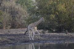 Giraffa camelopardalis antiquorum