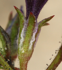 Gilia tenuiflora tenuiflora