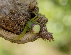 Misumenops callinurus