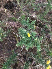 Ulex europaeus