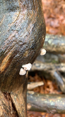 Xylaria flabelliformis