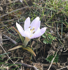 Colchicum trigynum
