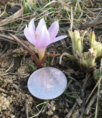 Colchicum trigynum