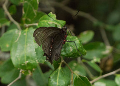 Parides bunichus