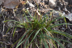 Carex digitata