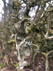 Ramalina fraxinea