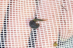 Eubranchipus vernalis