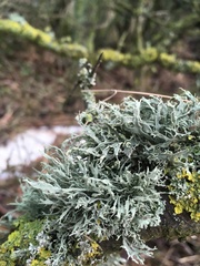 Ramalina