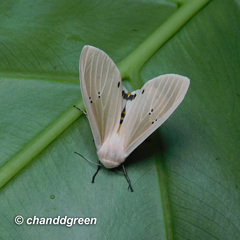 Creatonotos transiens vacillans
