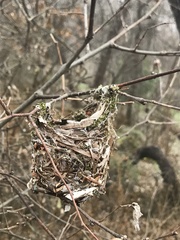 Vireo griseus