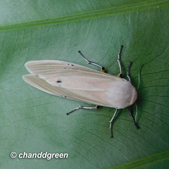 Creatonotos transiens vacillans