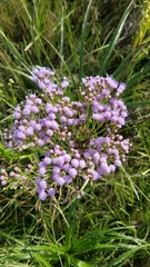 Chromolaena hirsuta