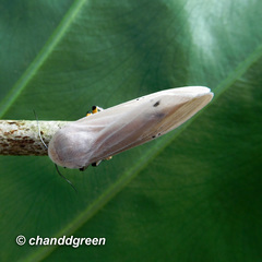 Creatonotos transiens vacillans