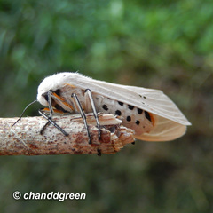 Creatonotos transiens vacillans