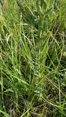 Chromolaena hirsuta
