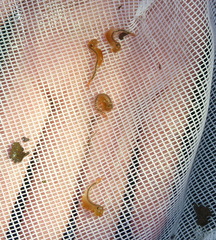 Eubranchipus vernalis