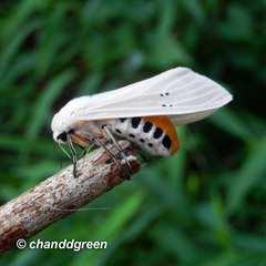 Creatonotos transiens vacillans