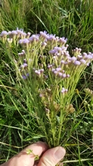 Chromolaena hirsuta