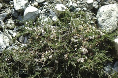 Lonicera spinosa