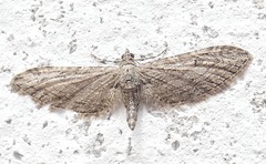 Eupithecia unedonata