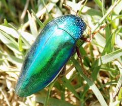 Sternocera