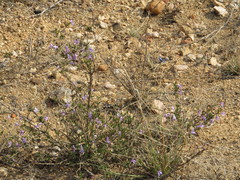 Dyschoriste rogersii