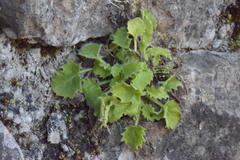 Campanula elatinoides