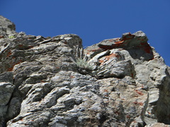 Artemisia umbelliformis