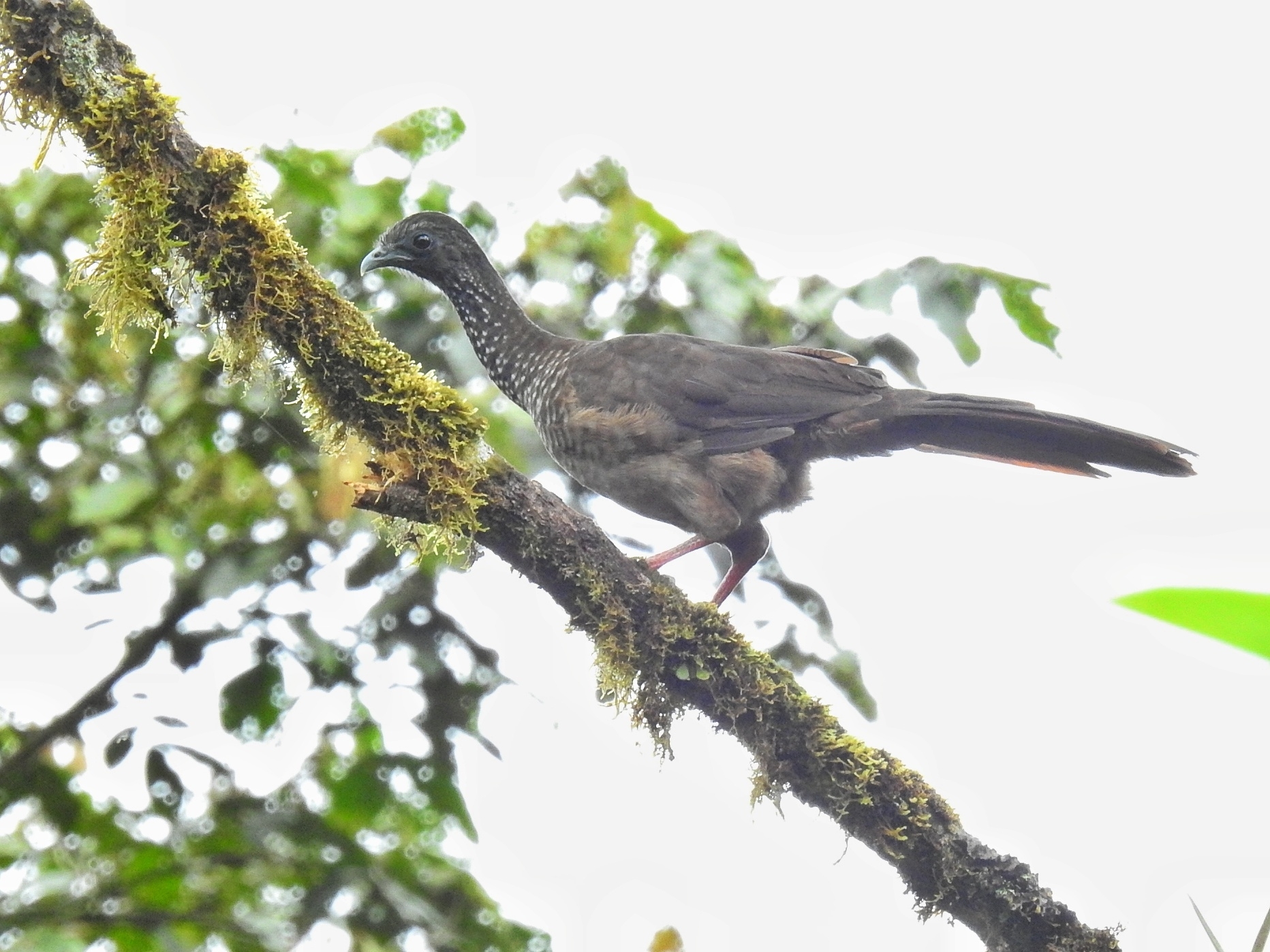 Andean Guan illustration