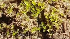 Dicranella staphylina