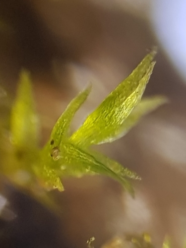 Image of Rhizogemma staphylina by no rights reserved