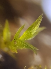 Dicranella staphylina