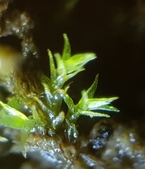 Dicranella staphylina