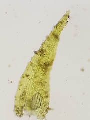 Dicranella staphylina
