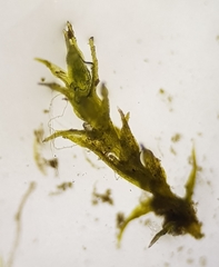 Dicranella staphylina